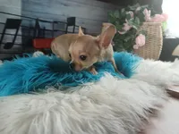Blue fawn teacup applehead. Hand delivery , a male Chihuahua for sale in Carthage, TX – 5 of 8