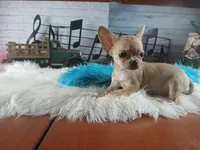 Blue fawn teacup applehead. Hand delivery , a male Chihuahua for sale in Carthage, TX – 7 of 8