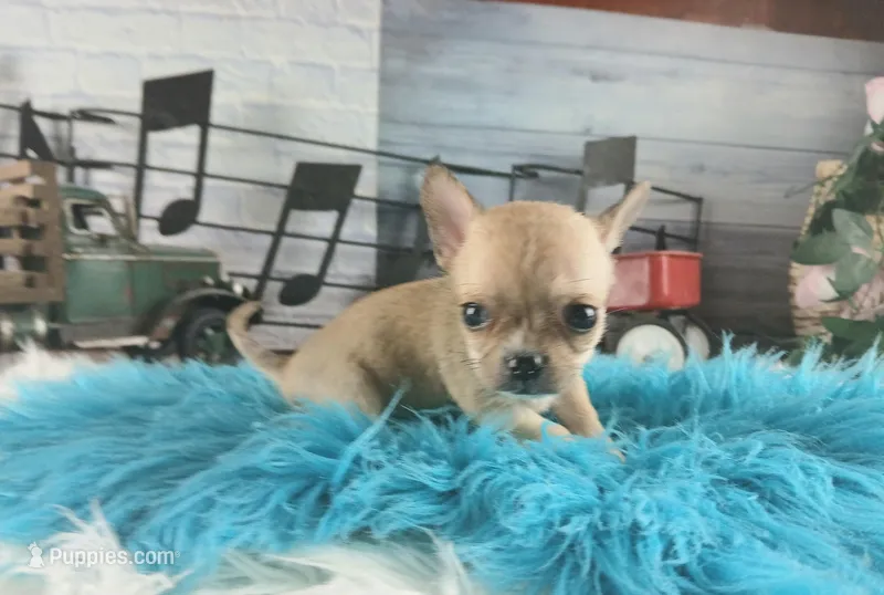 Nationwide Delivery fawn teacup – Chihuahua puppy for sale in Carthage, TX