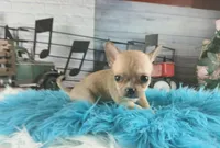 Nationwide Delivery fawn teacup, a male Chihuahua for sale in Carthage, TX – Photo 1 of 6