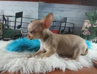 Blue fawn teacup applehead. Hand delivery , a male Chihuahua for sale in Carthage, TX – 4 of 8