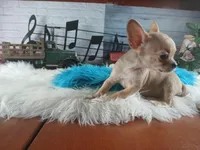 Blue fawn teacup applehead. Hand delivery , a male Chihuahua for sale in Carthage, TX – 6 of 8