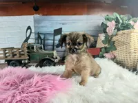 Long hair teacup girl applehead.  Hand Delivery , a female Chihuahua for sale in Carthage, TX – 4 of 7