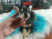 Blk white tri boy tiny Hand Delivery , a male Chihuahua for sale in Carthage, TX – 5 of 7