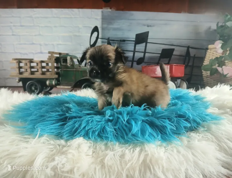 Long hair boy chi light. Hand Delivery  – Chihuahua puppy for sale in Carthage, TX