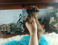 Long hair boy chi light. Hand Delivery , a male Chihuahua for sale in Carthage, TX – 4 of 8