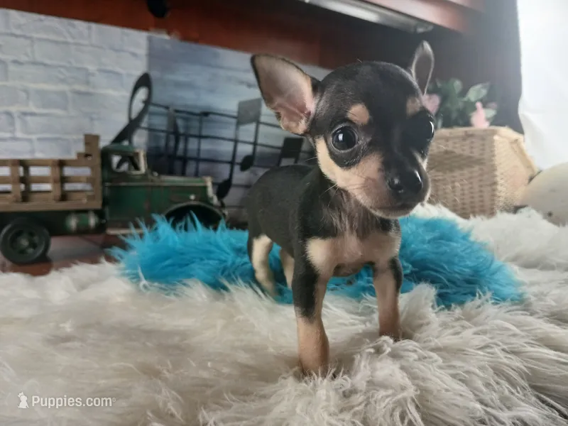 Haleys blk and tan boy. Hand Delivery  – Chihuahua puppy for sale in Carthage, TX