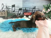 Gloria's darker boy. Hand delivery , a male Miniature Dachshund for sale in Carthage, TX – 4 of 5