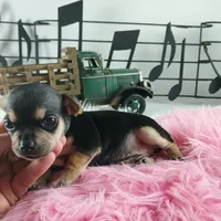 Nationwide delivery-T blkgirl, a female Chihuahua for sale in Carthage, TX – Photo 5 of 6