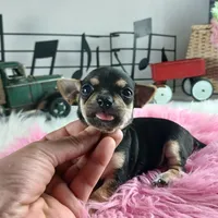 Nationwide delivery-T blkgirl, a female Chihuahua for sale in Carthage, TX – Photo 6 of 6