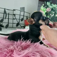 Nationwide delivery-T blkgirl, a female Chihuahua for sale in Carthage, TX – Photo 2 of 6