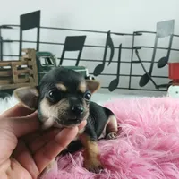 Nationwide delivery-T blkgirl, a female Chihuahua for sale in Carthage, TX – Photo 4 of 6