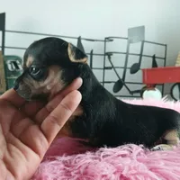 Nationwide delivery-T blkgirl, a female Chihuahua for sale in Carthage, TX – Photo 3 of 6