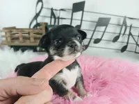 Nationwide delivery-T blkgirl, a female Chihuahua for sale in Carthage, TX – Photo 1 of 4