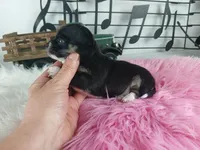 Nationwide delivery-T blkgirl, a female Chihuahua for sale in Carthage, TX – Photo 4 of 4