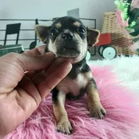 Nationwide delivery-T blkgirl, a female Chihuahua for sale in Carthage, TX – Photo 1 of 6