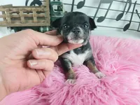 Nationwide delivery-T blkgirl, a female Chihuahua for sale in Carthage, TX – Photo 3 of 4