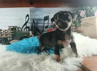 Autumns blk and tan boy. Hand Delivery , a male Chihuahua for sale in Carthage, TX – 5 of 10