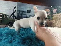 Haleys white boy. Hand Delivery , a male Chihuahua for sale in Carthage, TX – 1 of 2