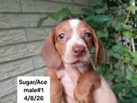 Sugars Red white boy. Hand delivery , a male Miniature Dachshund for sale in Carthage, TX – 3 of 6