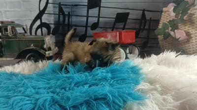 Long hair boy chi light. Hand Delivery , a male Chihuahua for sale in Carthage, TX – 8 of 8