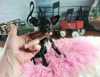 Vanillas black girl. Hand Delivery , a female Chihuahua for sale in Carthage, TX – 1 of 9