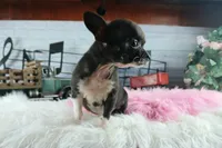 Nationwide Delivery Blk female teacup, a female Chihuahua for sale in Carthage, TX – Photo 3 of 6