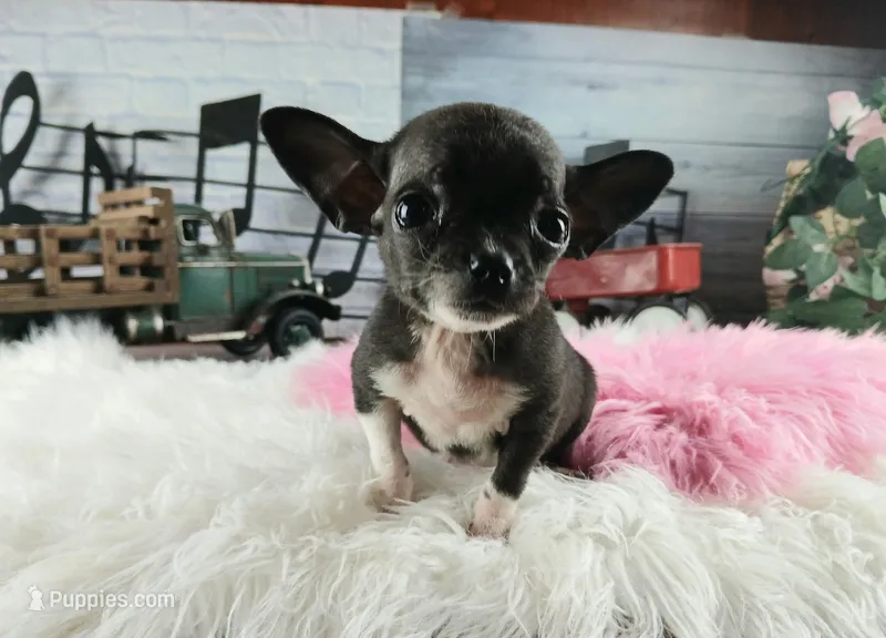 Nationwide Delivery Blk female teacup – Chihuahua puppy for sale in Carthage, TX