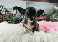 Nationwide Delivery Blk female teacup, a female Chihuahua for sale in Carthage, TX – Photo 1 of 6