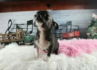 Nationwide Delivery Blk female teacup, a female Chihuahua for sale in Carthage, TX – Photo 4 of 6