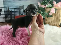 Nationwide Delivery Blk female teacup, a female Chihuahua for sale in Carthage, TX – Photo 5 of 6