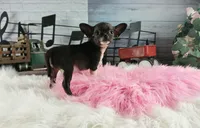 Nationwide Delivery Blk female teacup, a female Chihuahua for sale in Carthage, TX – Photo 2 of 6
