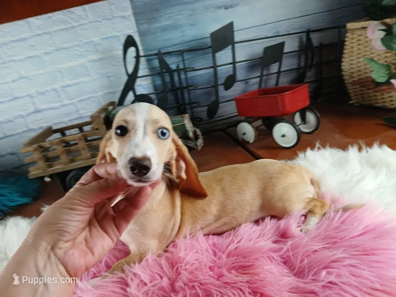 Sugar Pies cream girl. Hand Delivery  – Miniature Dachshund puppy for sale in Carthage, TX