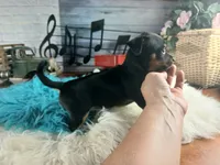 Autumns blk and tan boy. Hand Delivery , a male Chihuahua for sale in Carthage, TX – 8 of 10