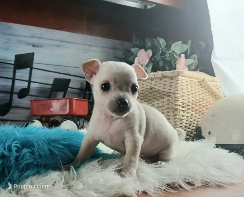 Haleys Cream boy. Hand Delivery  – Chihuahua puppy for sale in Carthage, TX