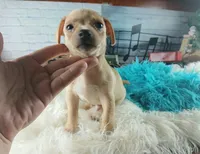 Autumns fawn boy. Hand Delivery , a male Chihuahua for sale in Carthage, TX – 5 of 9