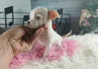 White teacup girl. Hand delivery , a female Chihuahua for sale in Carthage, TX – 6 of 8