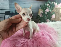 Micro teacup girl white. Hand Delivery , a female Chihuahua for sale in Carthage, TX – 4 of 9