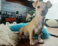 Popcorns blue dot boy. Hand delivery, a male Chihuahua for sale in Carthage, TX – 2 of 5