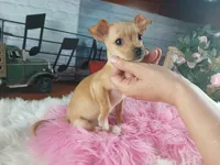 Light fawn girl chi. Hand delivery , a female Chihuahua for sale in Carthage, TX – 4 of 8
