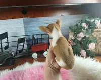 Micro teacup white fawn girl. Hand Delivery , a female Chihuahua for sale in Carthage, TX – 6 of 10
