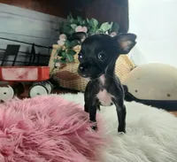 Vanillas black girl. Hand Delivery , a female Chihuahua for sale in Carthage, TX – 8 of 9