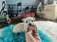 Haleys Cream boy. Hand Delivery , a male Chihuahua for sale in Carthage, TX – 6 of 8