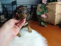 Suzies chocolate boy. Hand Delivery , a male Miniature Dachshund for sale in Carthage, TX – 6 of 7