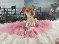 Teacup fawn girl white 2, a female Chihuahua for sale in Carthage, TX – 10 of 10