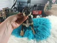Autumns blk and tan boy. Hand Delivery , a male Chihuahua for sale in Carthage, TX – 9 of 10