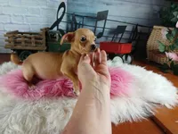 Autumns fawn girl. Hand Delivery , a female Chihuahua for sale in Carthage, TX – 6 of 10