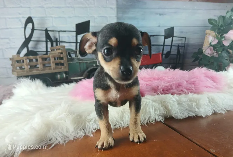 Blk tan tri girl Hand Delivery  – Chihuahua puppy for sale in Carthage, TX