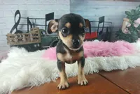 Blk tan tri girl Hand Delivery , a female Chihuahua for sale in Carthage, TX – 1 of 8