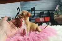 Vanillas fawn teacup girl. Hand Delivery , a female Chihuahua for sale in Carthage, TX – 10 of 10
